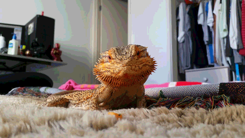 dainty beardy